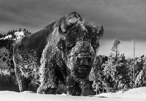 The Beast Of Yellowstone