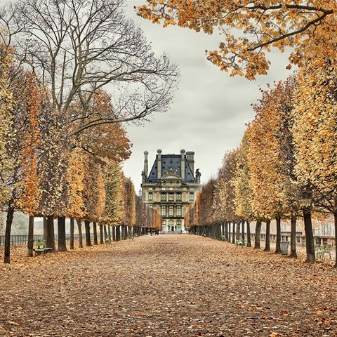 Red Leaves Paris