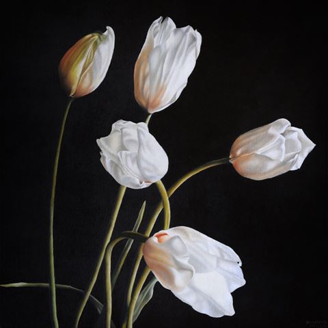 White Tulips*