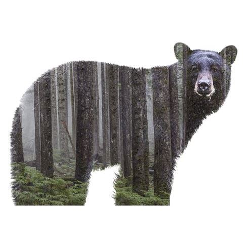 Fauna Bear