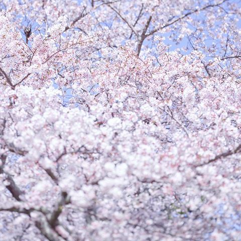 Sakura 8_
